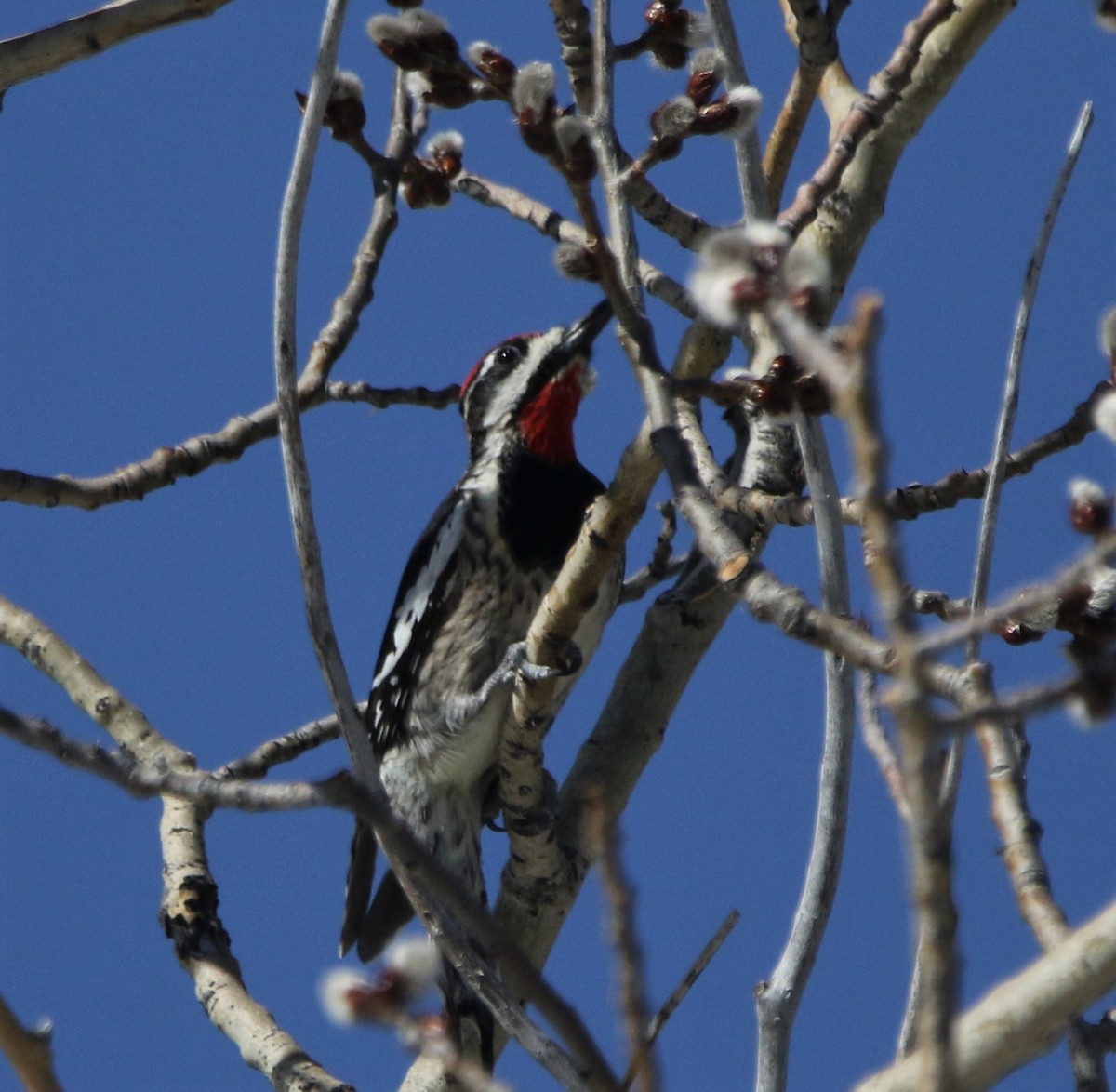 Red-naped Sapsucker - ML590131781