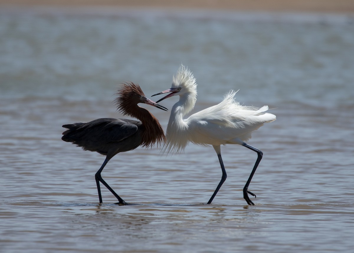 Reddish Egret - Garima Bhatia