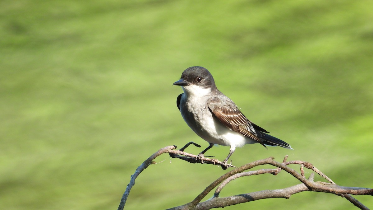 Eastern Kingbird - ML590132261