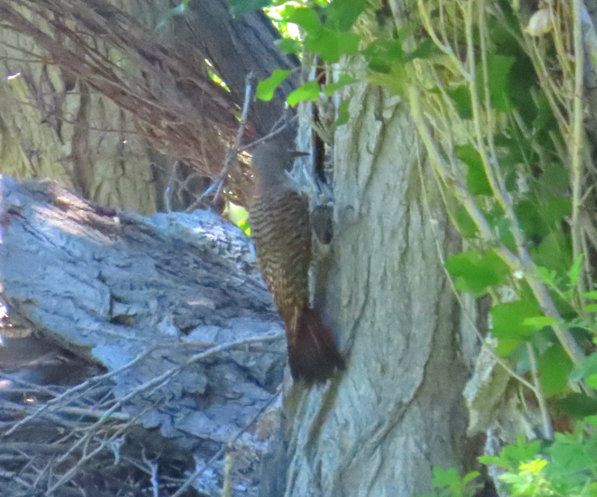 Northern Flicker - ML590132421