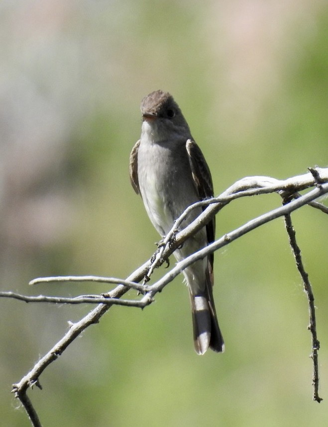 Western Wood-Pewee - ML590132471