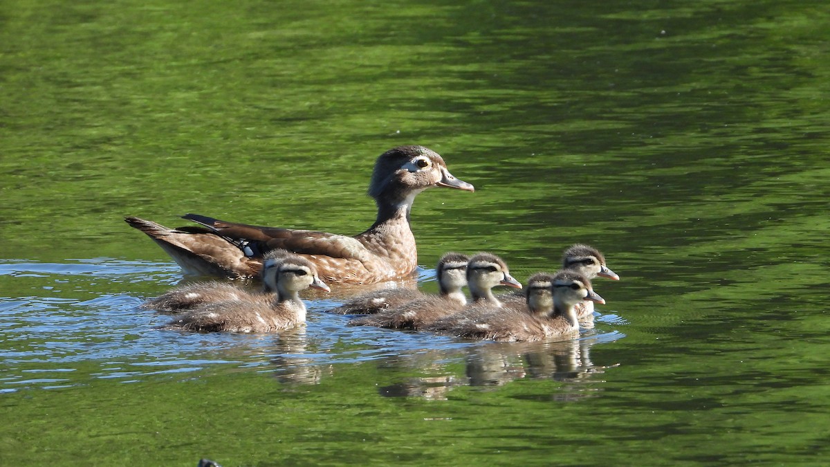 Wood Duck - ML590132531