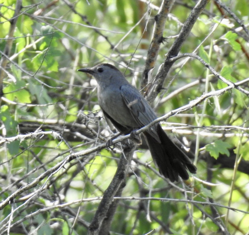 kattespottefugl - ML590132621