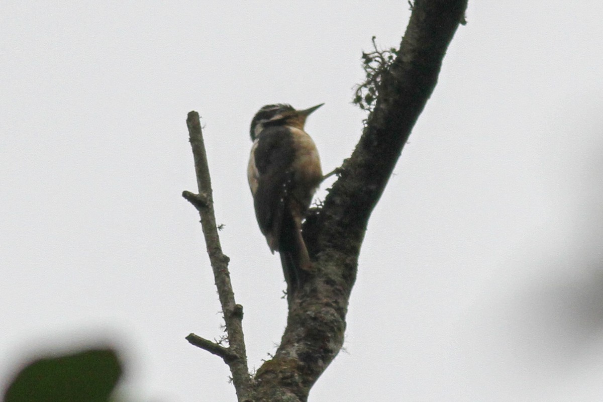 Hairy Woodpecker (South Mexican) - ML590134521