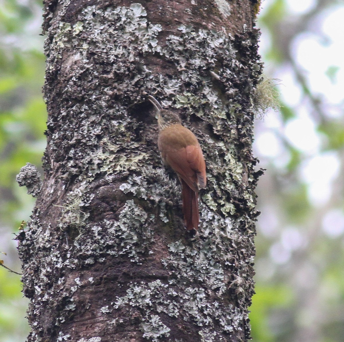 Spot-crowned Woodcreeper (Northern) - Michael Booker