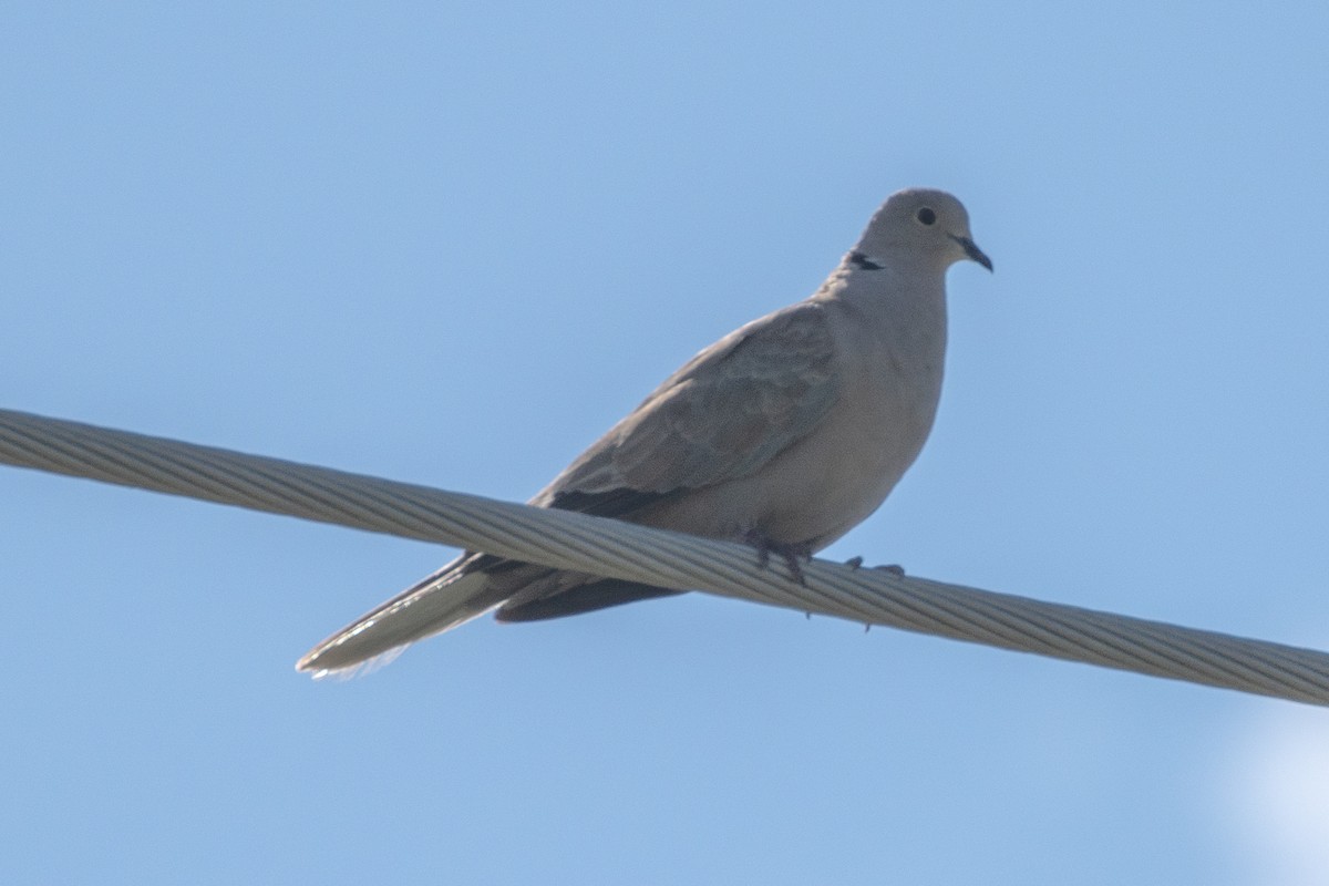 Eurasian Collared-Dove - ML590134651