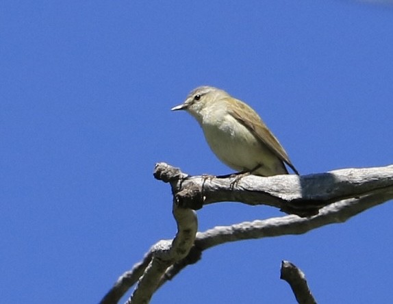 Tennessee Warbler - ML590135441