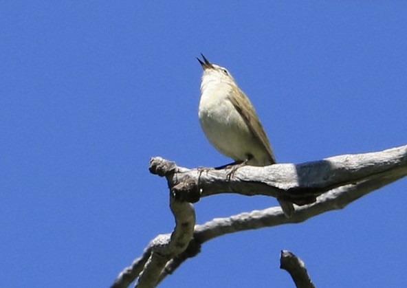 Tennessee Warbler - ML590135451