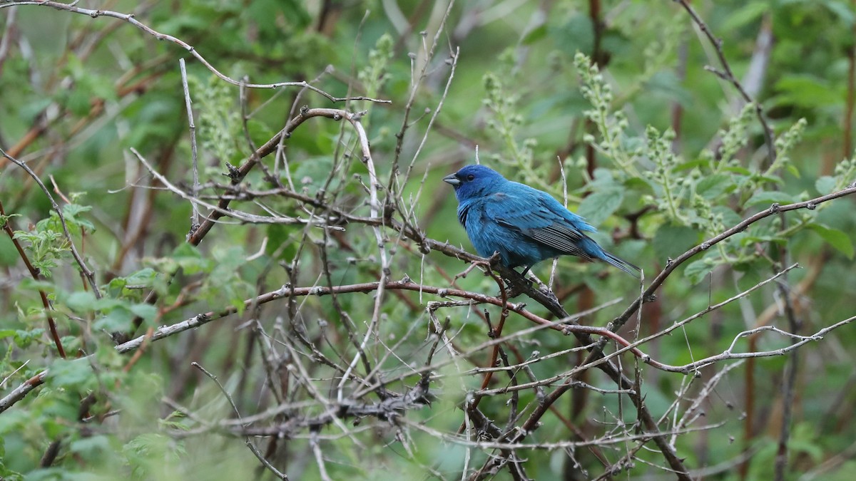 Indigo Bunting - ML59013571