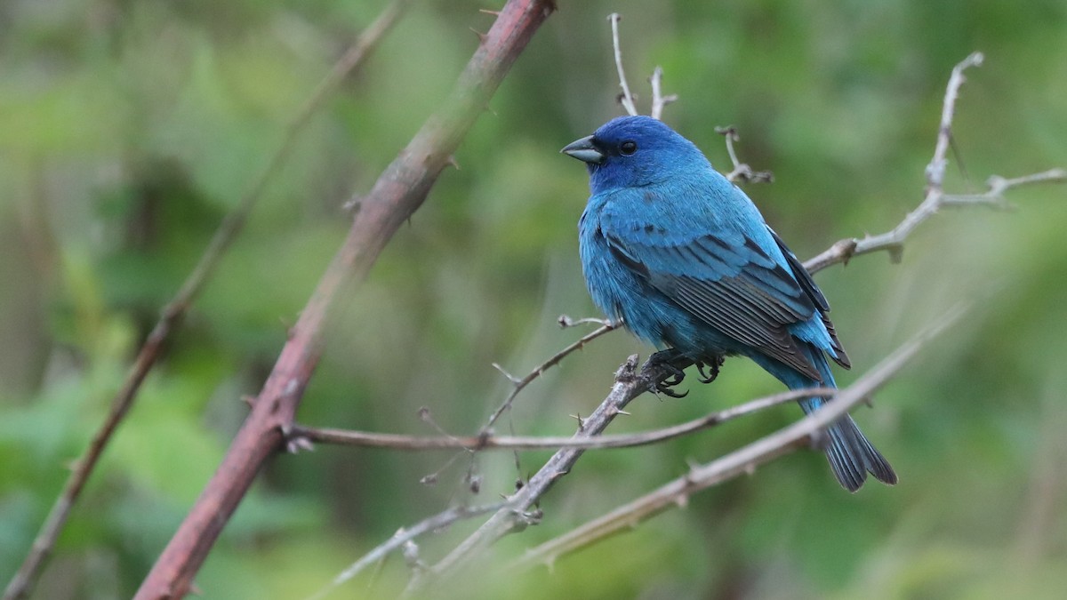 Indigo Bunting - ML59013621