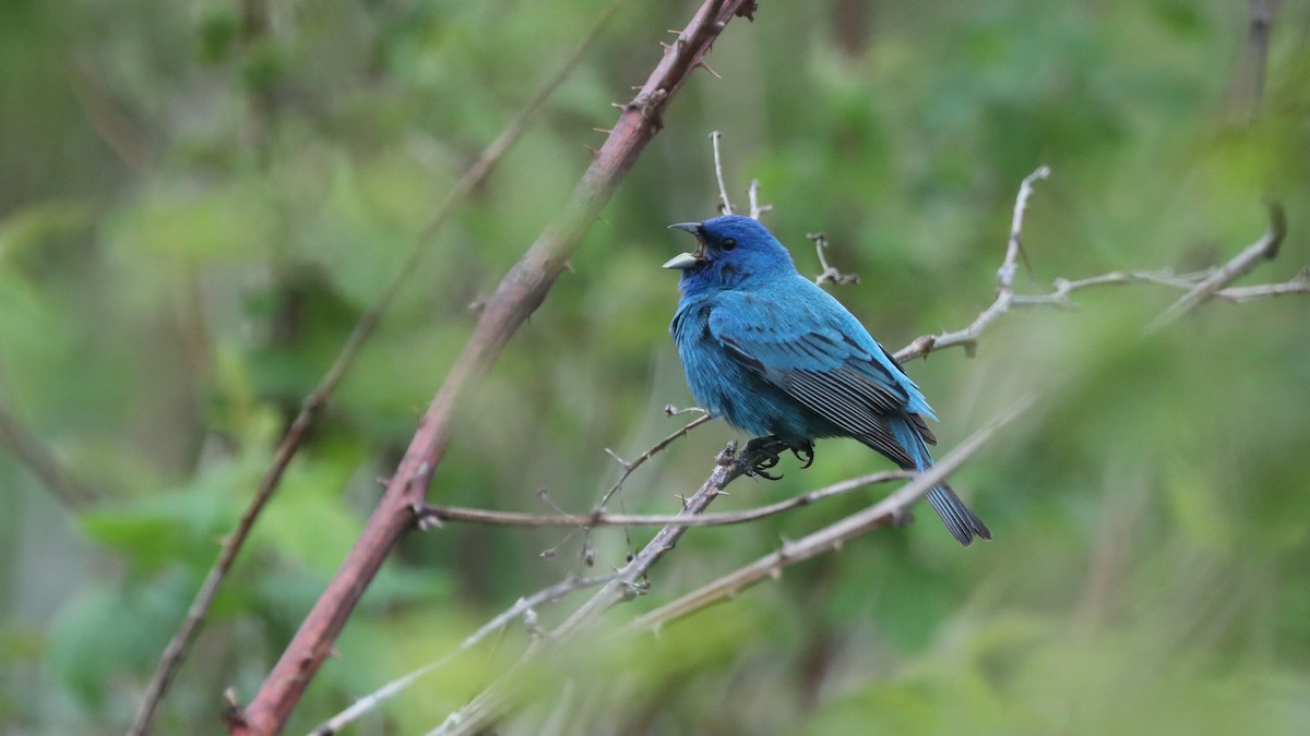 Indigo Bunting - ML59013631