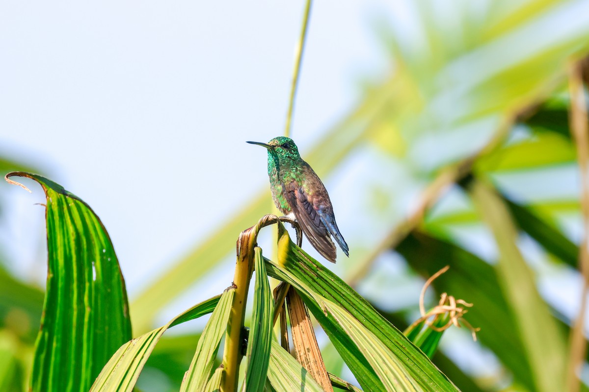 Blue-tailed Hummingbird - ML590136661