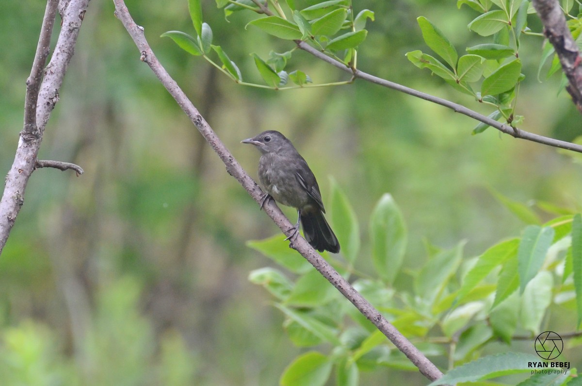 Gray Catbird - ML590136951