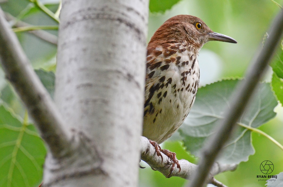 Brown Thrasher - ML590137021
