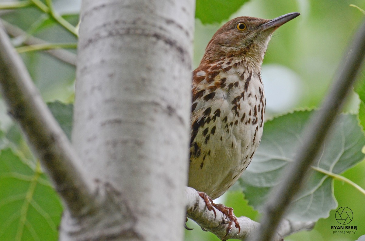Brown Thrasher - ML590137081