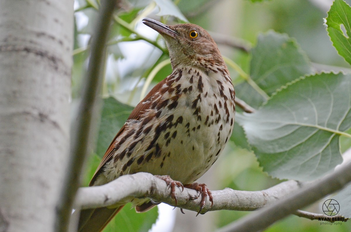 Brown Thrasher - ML590137161