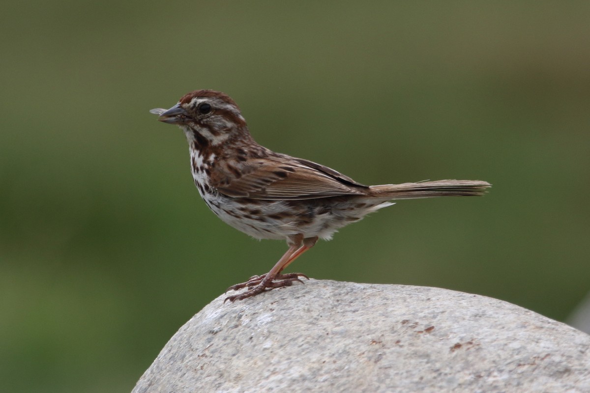 Song Sparrow - Kenny Benge