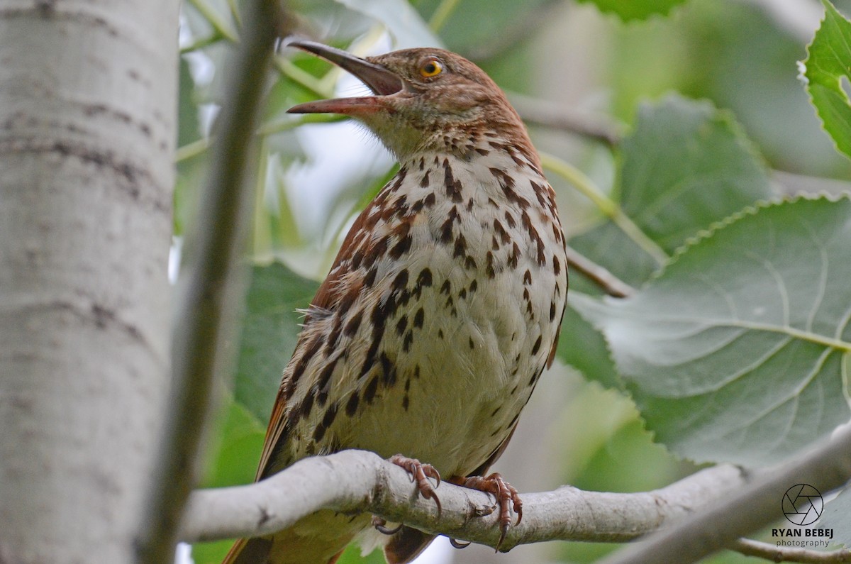 Brown Thrasher - ML590137201