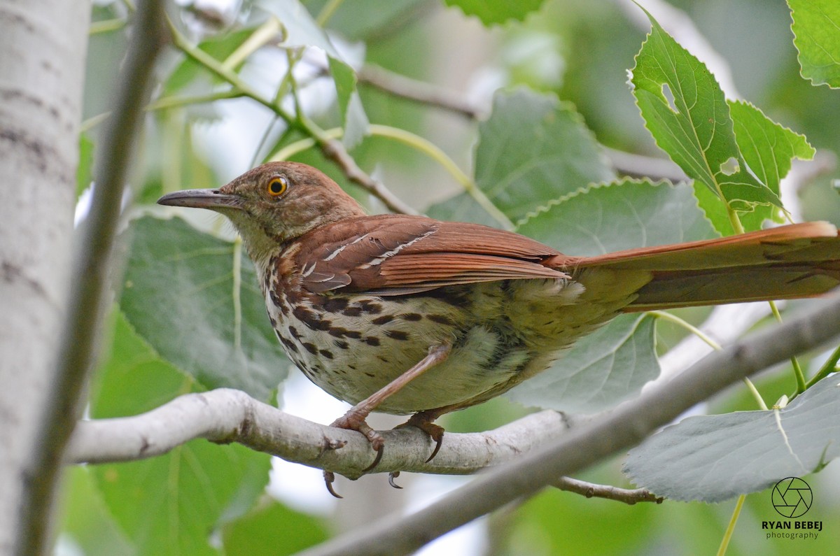 Brown Thrasher - ML590137291