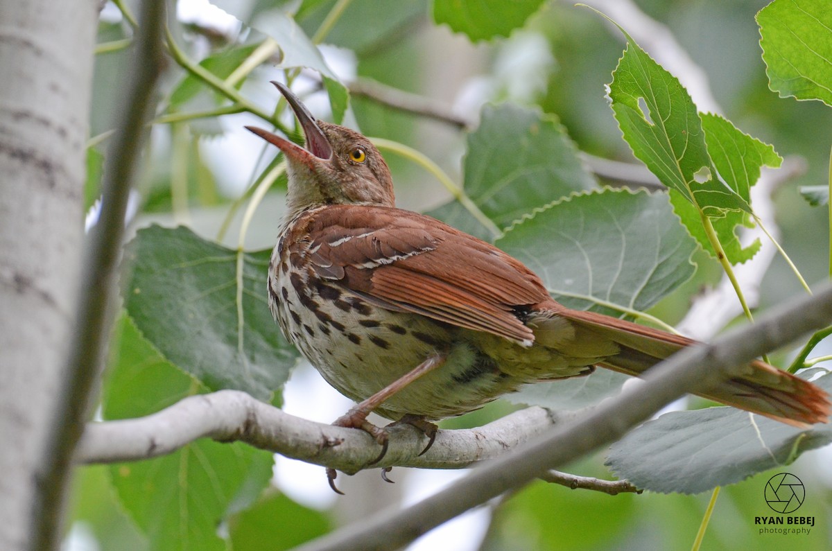 Brown Thrasher - ML590137321