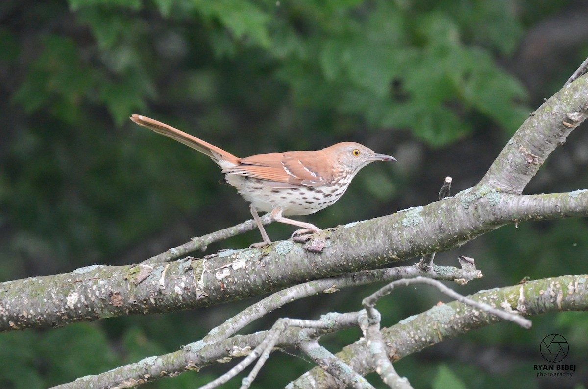 Brown Thrasher - ML590137361