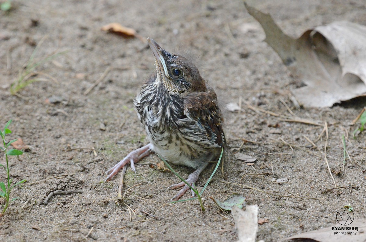 Brown Thrasher - ML590137401