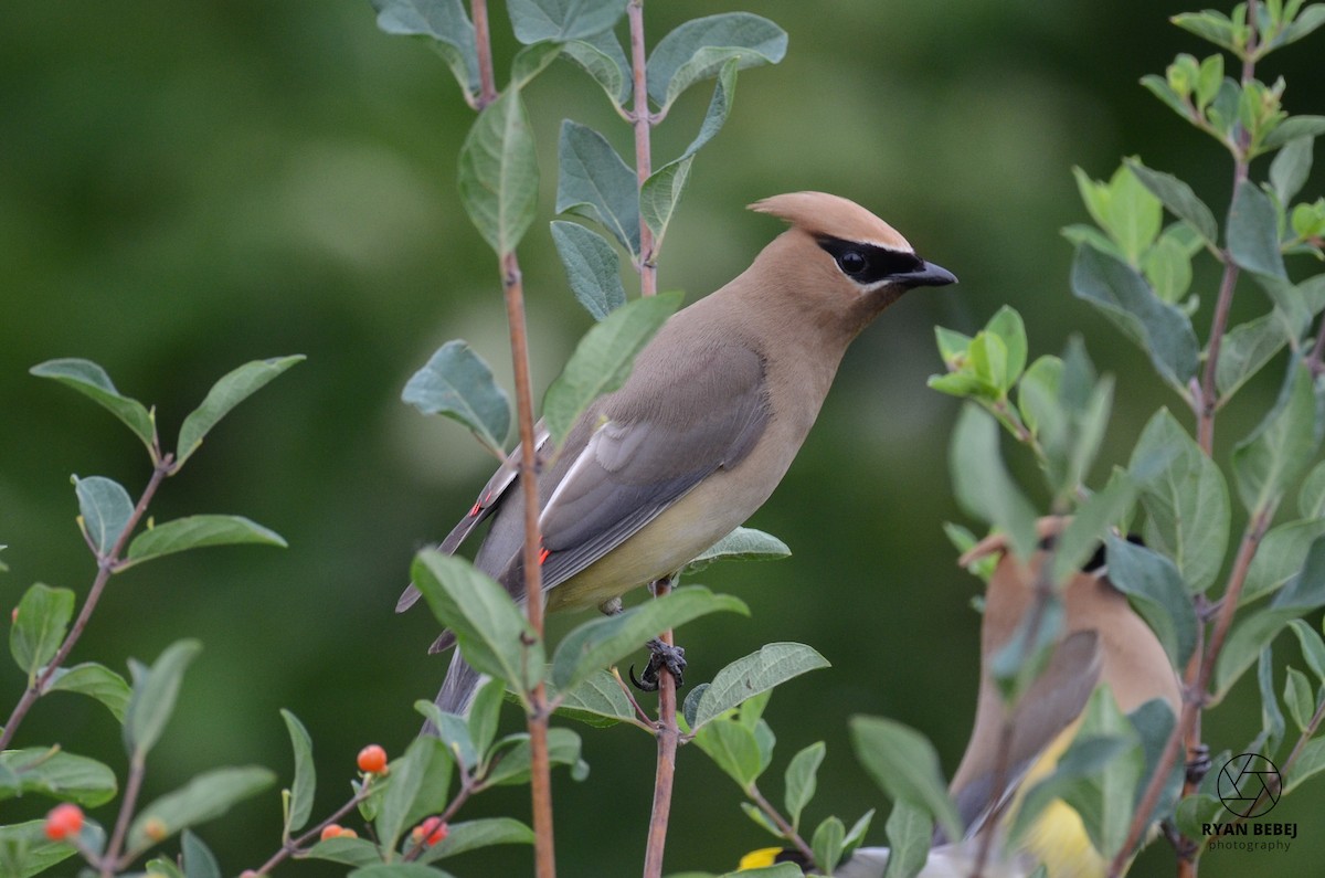 Cedar Waxwing - ML590137441