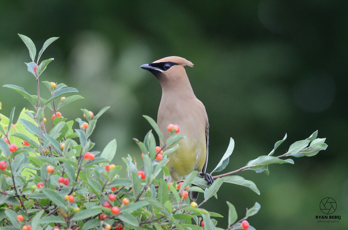Cedar Waxwing - ML590137491