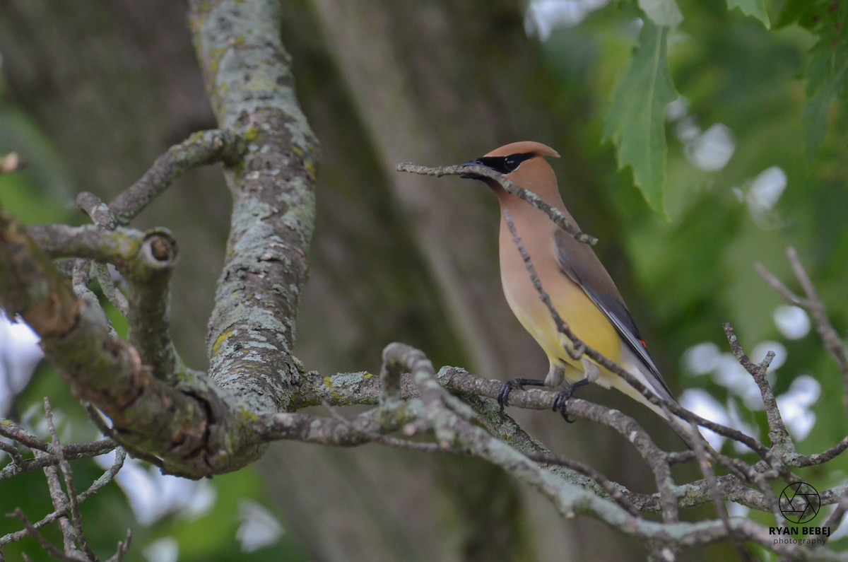 Cedar Waxwing - ML590137531