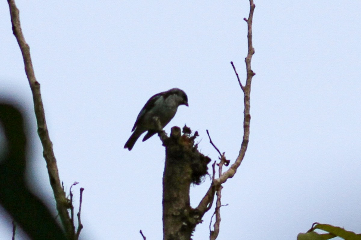 Azure-rumped Tanager - ML590137541