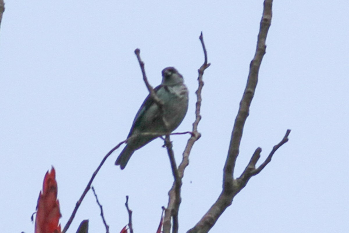 Azure-rumped Tanager - ML590137551