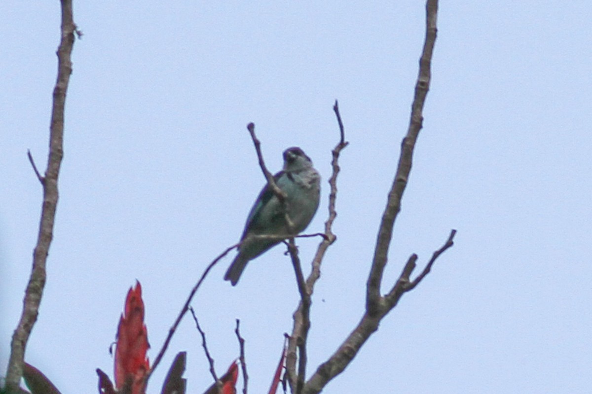 Azure-rumped Tanager - ML590137561