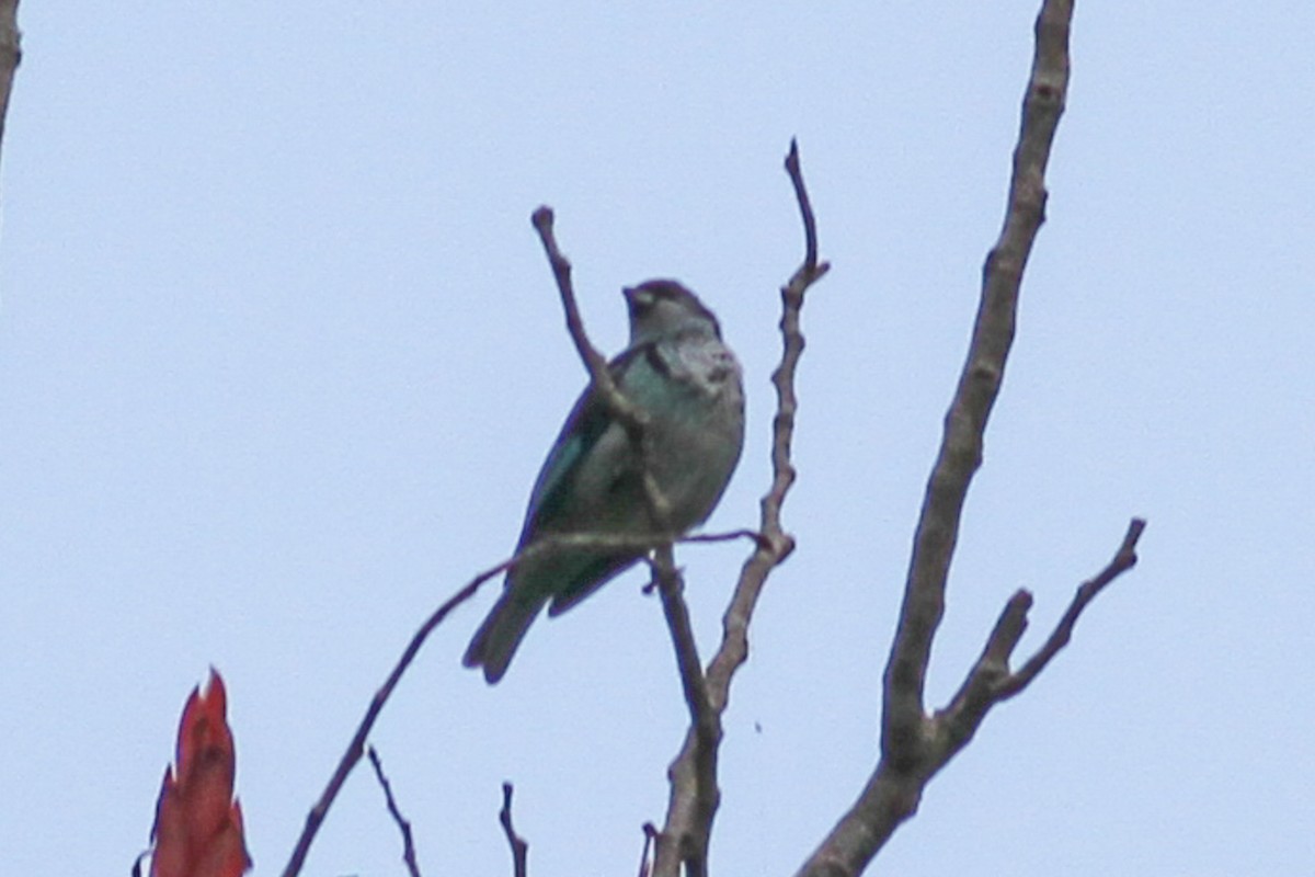 Azure-rumped Tanager - ML590137571