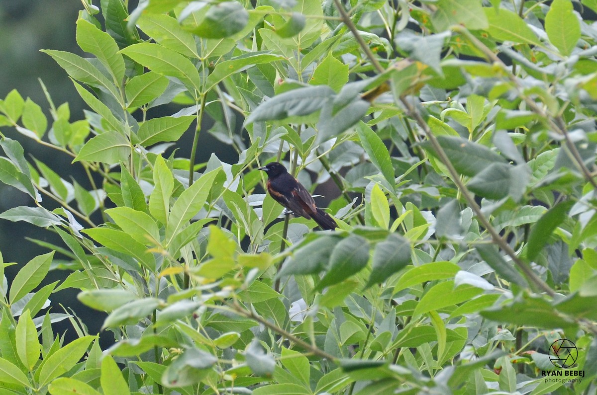 Orchard Oriole - ML590137681