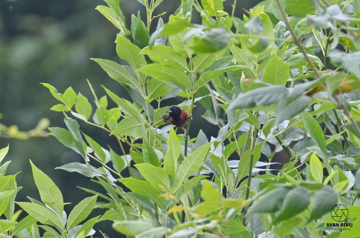 Orchard Oriole - ML590137701