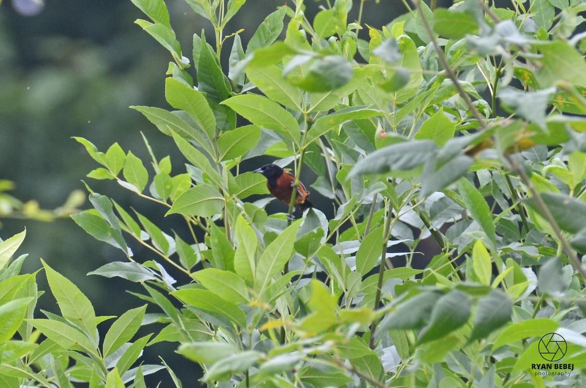Orchard Oriole - ML590137741