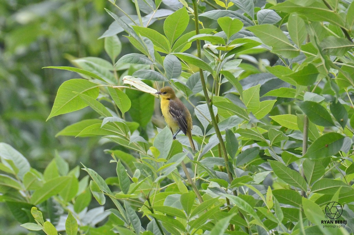 Orchard Oriole - ML590137771