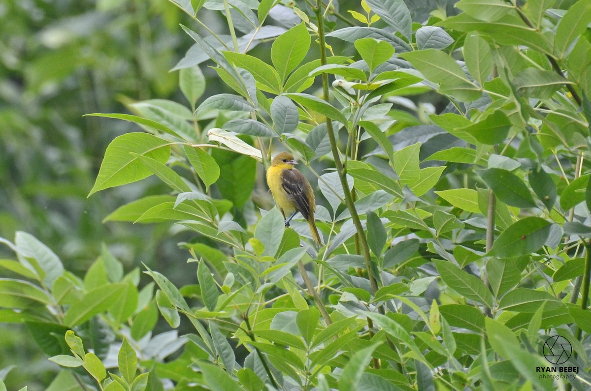 Orchard Oriole - ML590137821