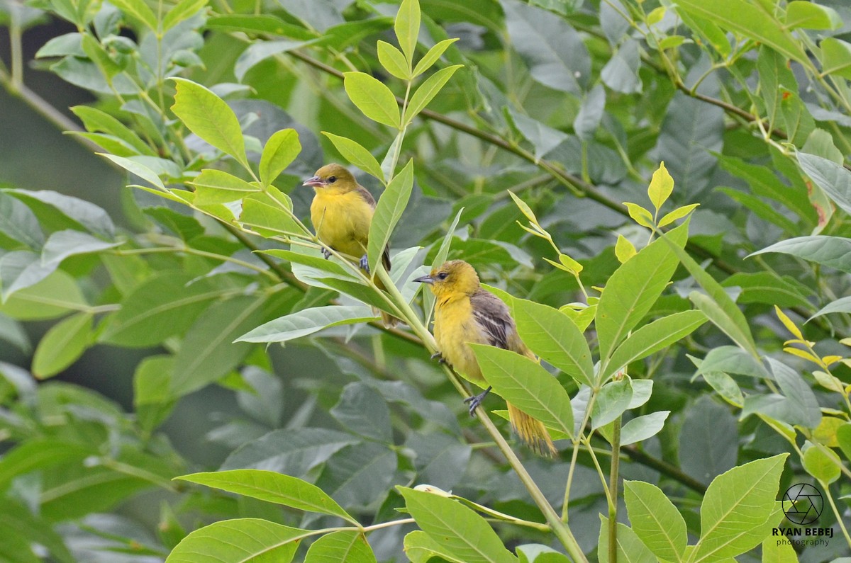 Orchard Oriole - ML590137861