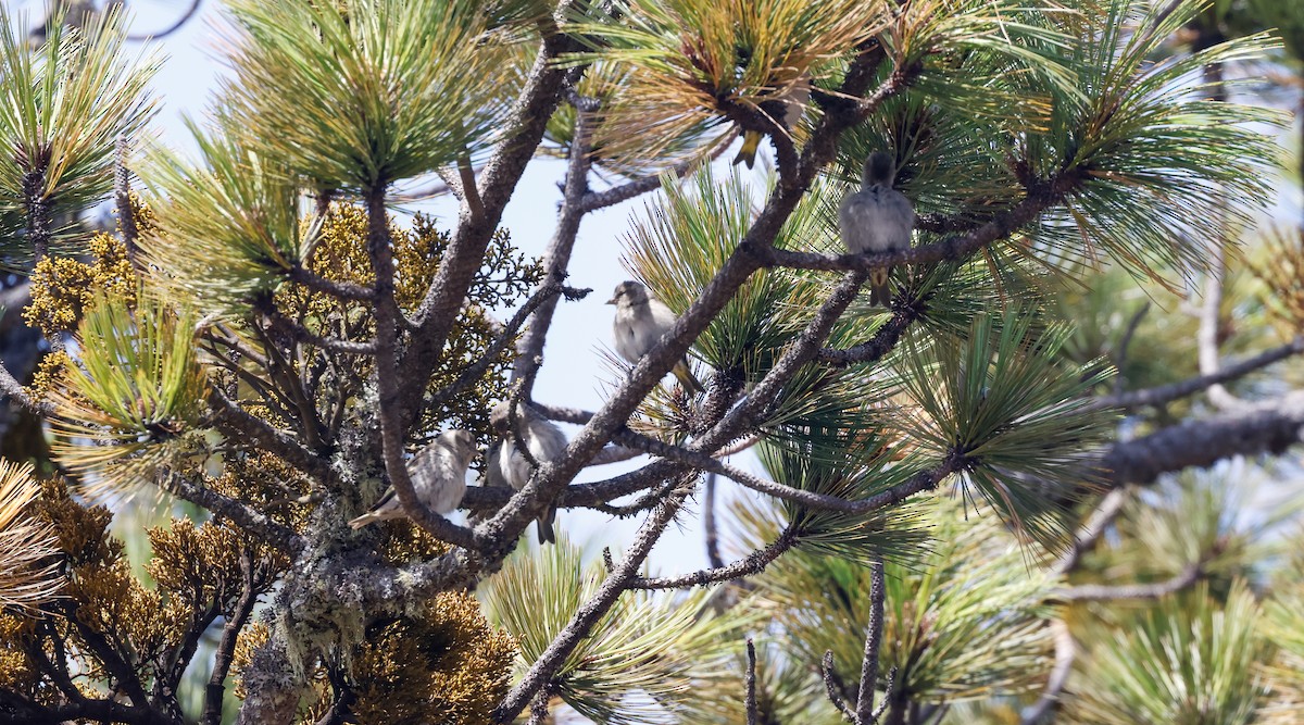 Pine Siskin (Chiapas) - Michael Booker