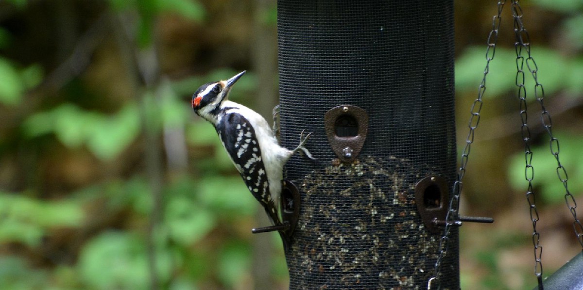 Hairy Woodpecker - ML590138391