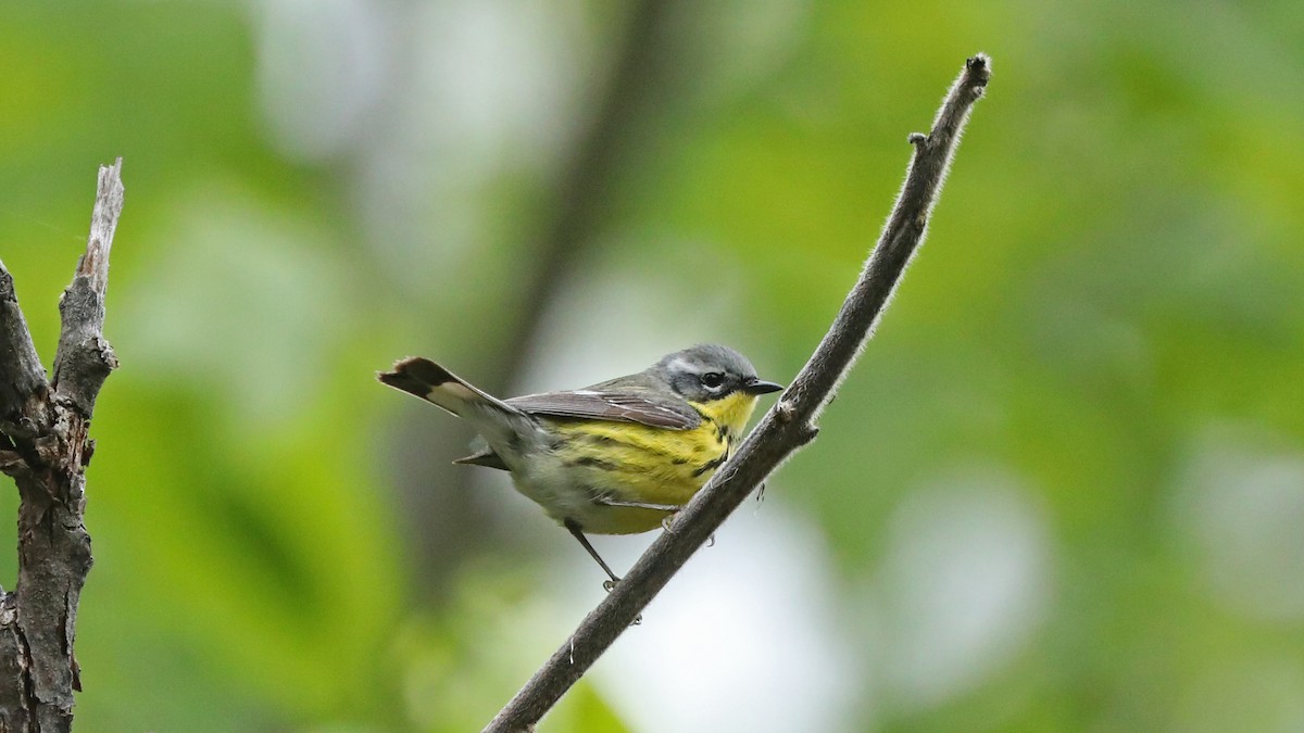 Magnolia Warbler - ML59013871