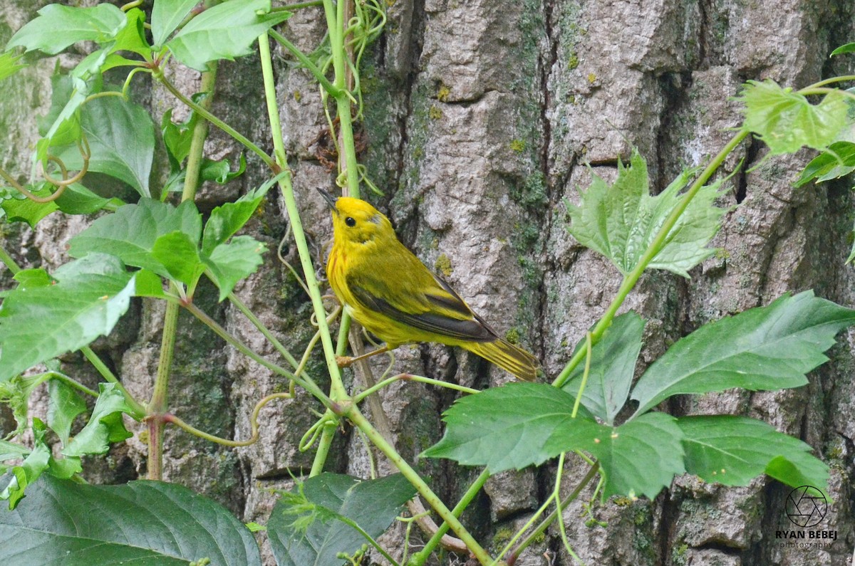 Yellow Warbler (Northern) - ML590141341