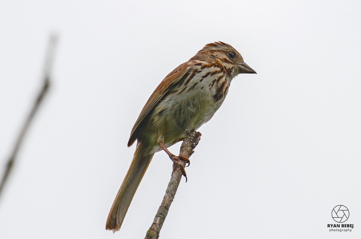 Song Sparrow - ML590141601