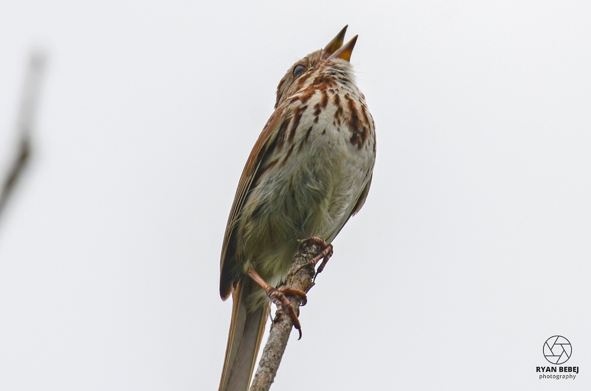 Song Sparrow - ML590141631