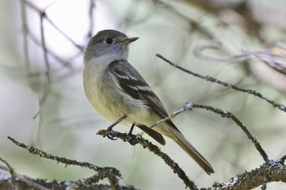 Hammond's Flycatcher - ML590142181