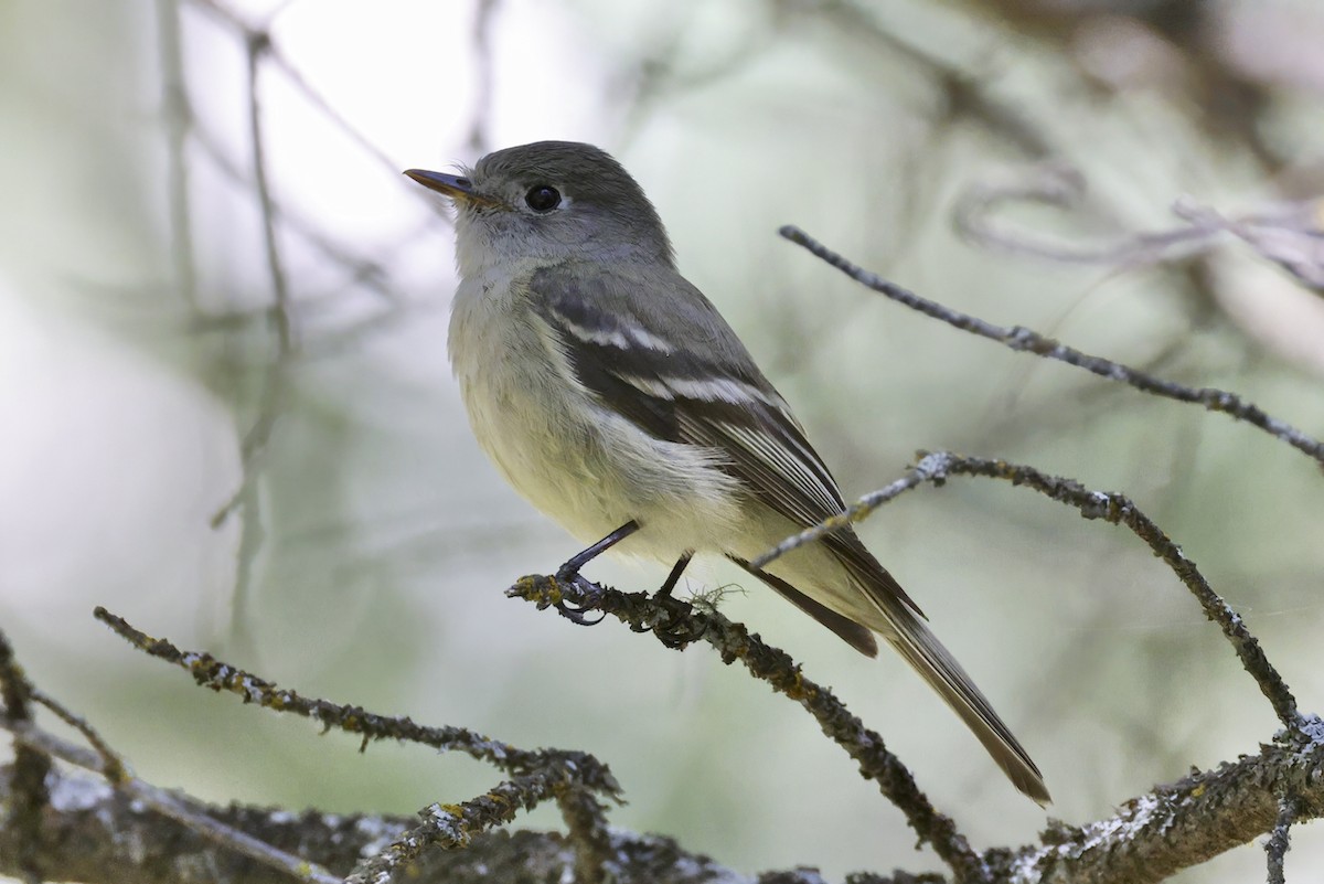 Hammond's Flycatcher - ML590142191