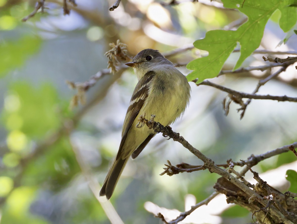 Hammond's Flycatcher - ML590142201