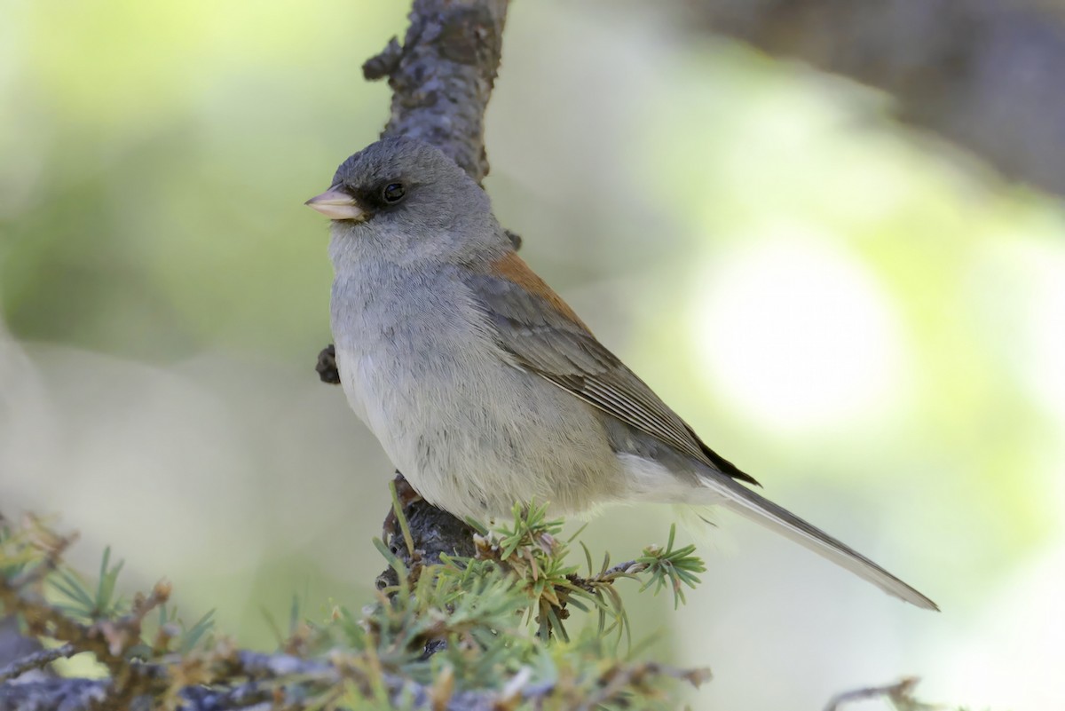 Dark-eyed Junco - ML590142261