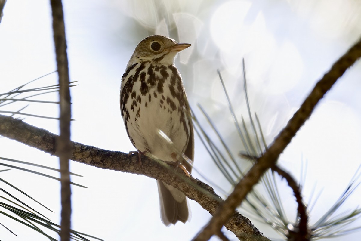 Ovenbird - ML590142311